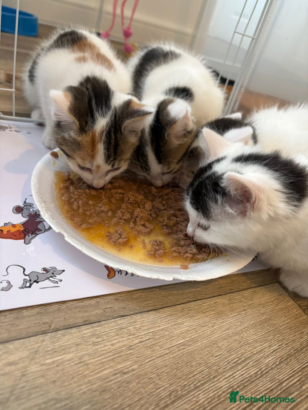 Mixed Breed cats for sale: Adorable Half-Manx Kittens 🐾 - Image 23