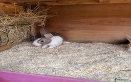 Dutch rabbits for sale: Baby Dutch Rabbits For Sale - Coventry - Image 6