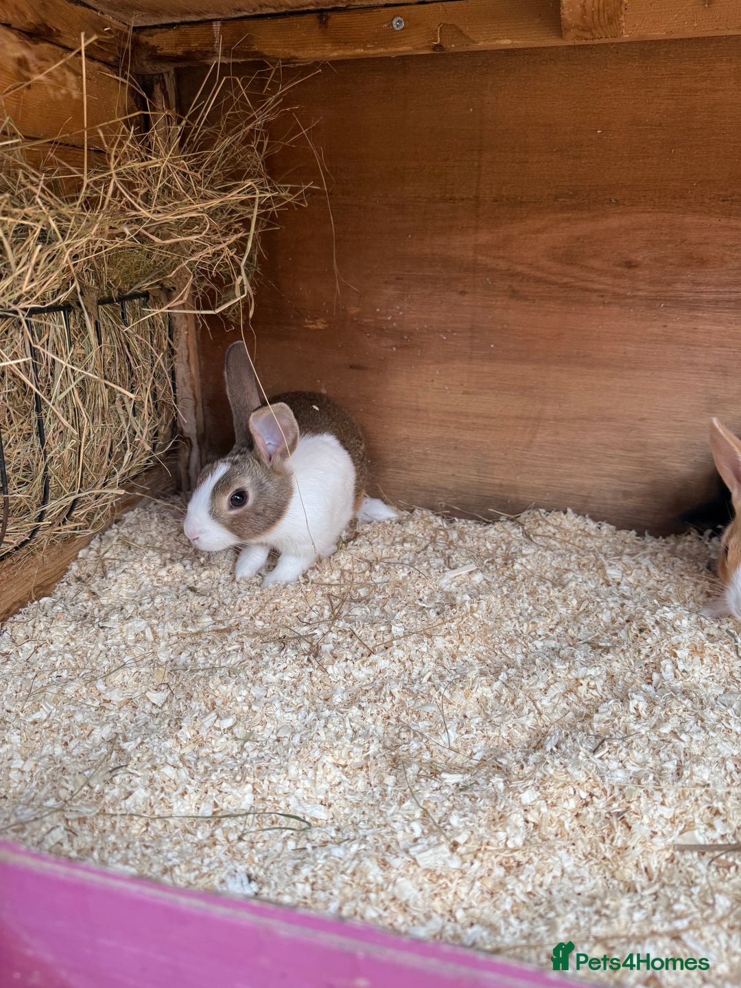 Dutch rabbits for sale: Baby Dutch Rabbits For Sale - Coventry - Image 6