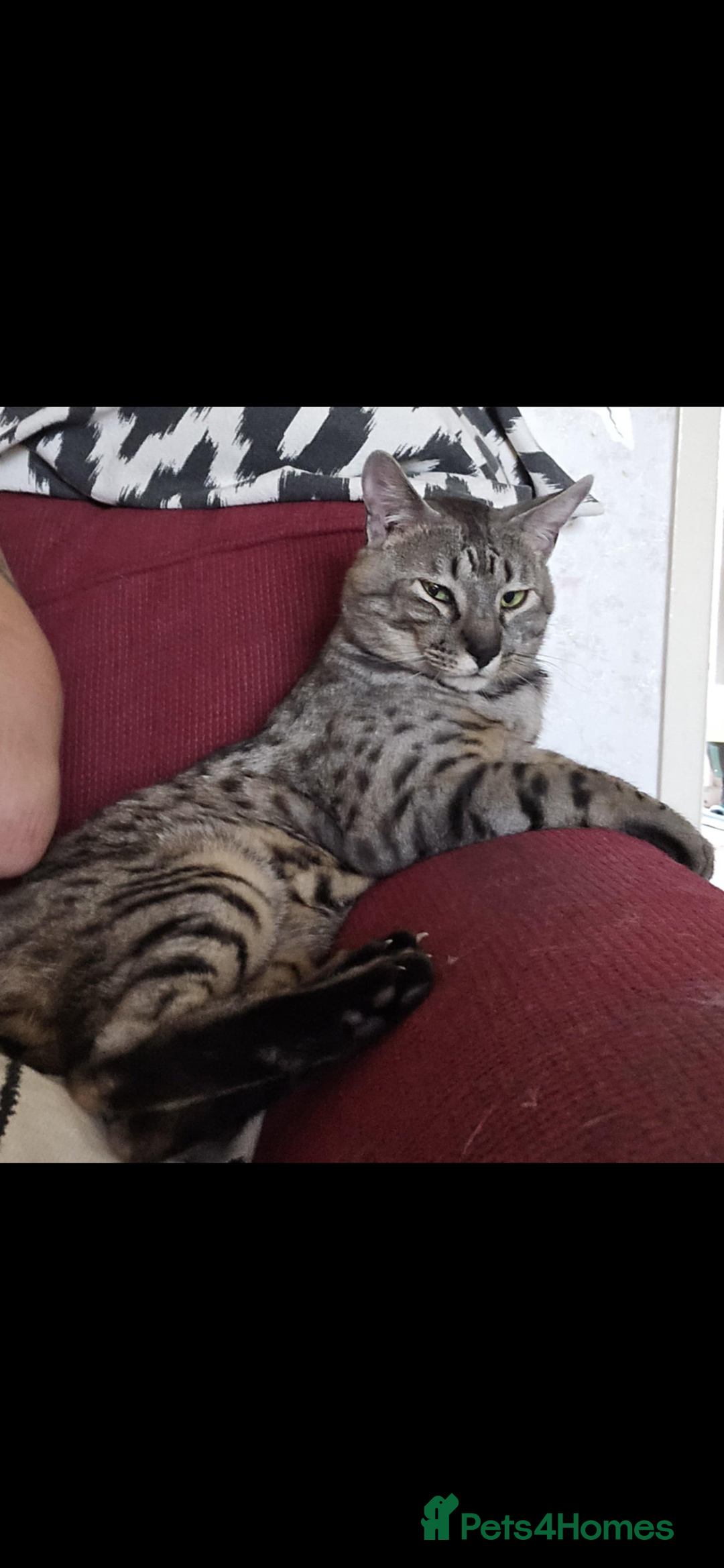 Savannah cats for sale: Savannah cross - Image 11