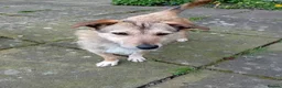 Mixed Breed dogs for adoption: Meet Bitsy,currently residing in Wrexham  in Wrexham - Advert 1