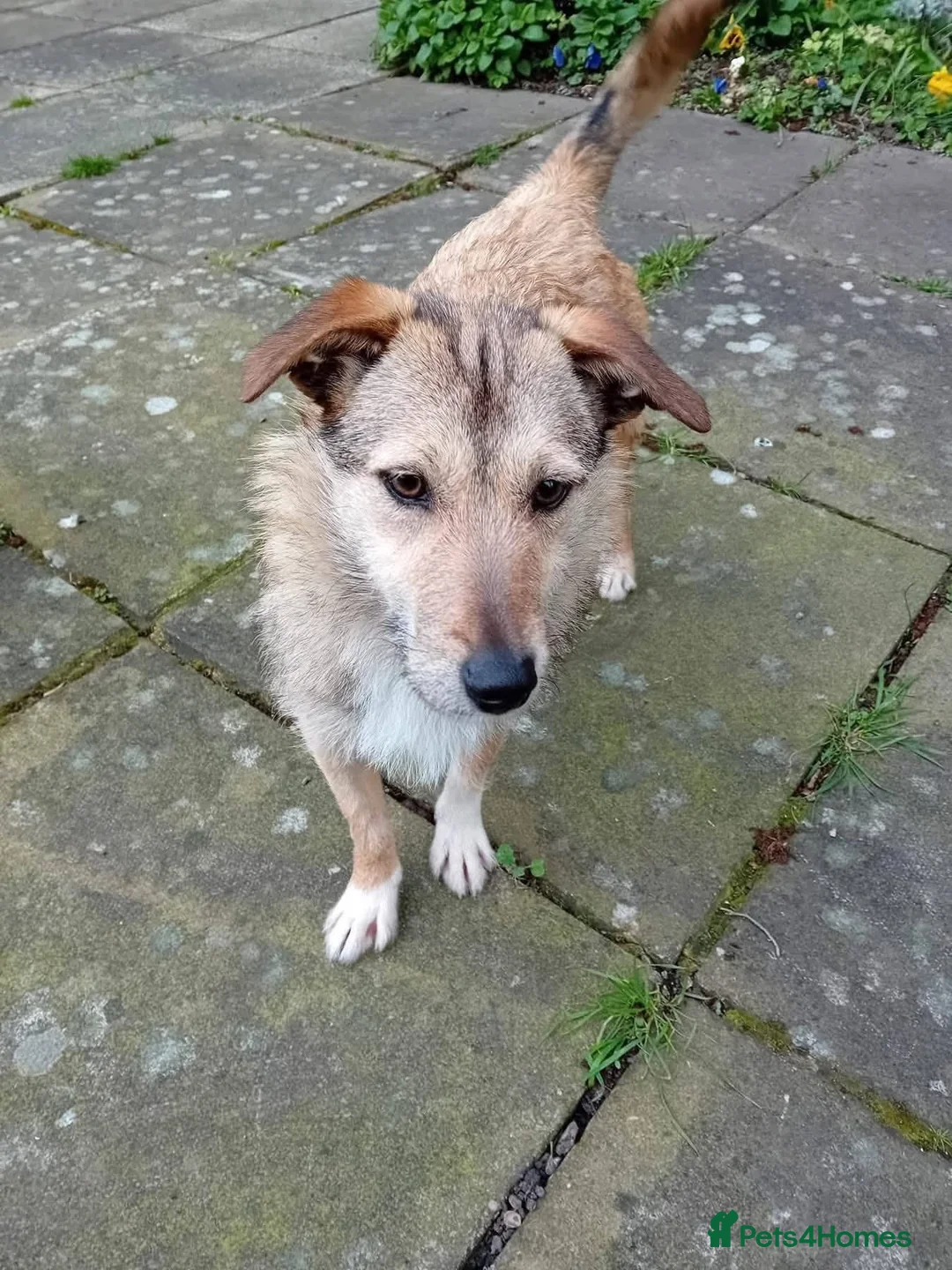 Mixed Breed dogs for adoption: Meet Bitsy,currently residing in Wrexham  in Wrexham - Advert 1
