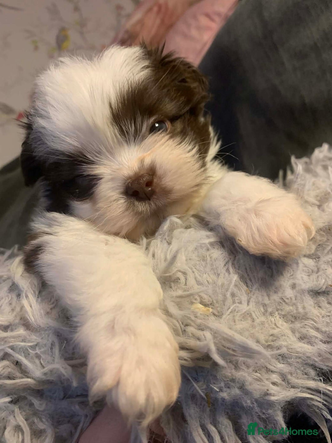 Shih Tzu dogs for sale: Gorgeous litter Shih tzu’s - Advert 10