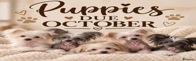 Chinese Crested 1