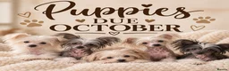 Chinese Crested dogs for sale: Chinese Crested Puppies confirmed.  - Advert 2