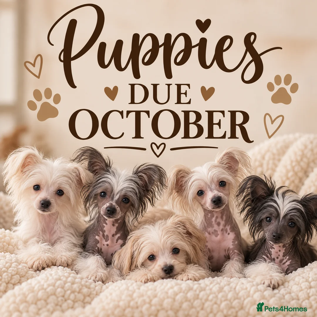 Chinese Crested dogs for sale: Chinese Crested Puppies confirmed.  - Advert 2
