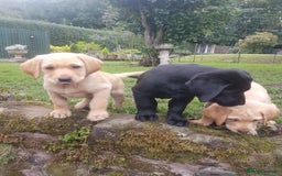 Labrador Retriever dogs for sale: KC Registered Labrador puppies  - Image 8