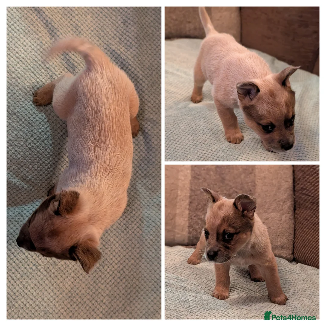 Australian Cattle Dog dogs for sale: Cattle Dog Puppies - Advert 8