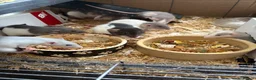 Rat rodents for sale: BEAUTIFUL BABY TAME RATS  - Advert 9