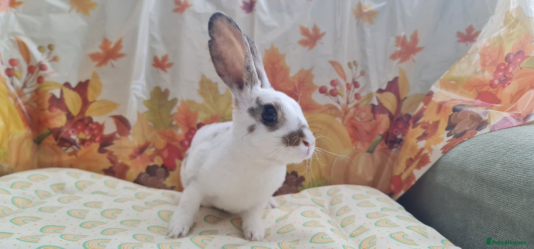 Rex rabbits for sale: Beautiful Rex Rabbits  - Image 5