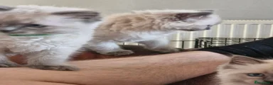 Ragdoll Kitten 4