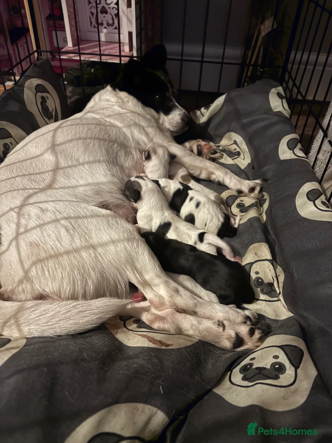 Mixed Breed dogs for sale: Beautiful jackawawas  - Advert 1