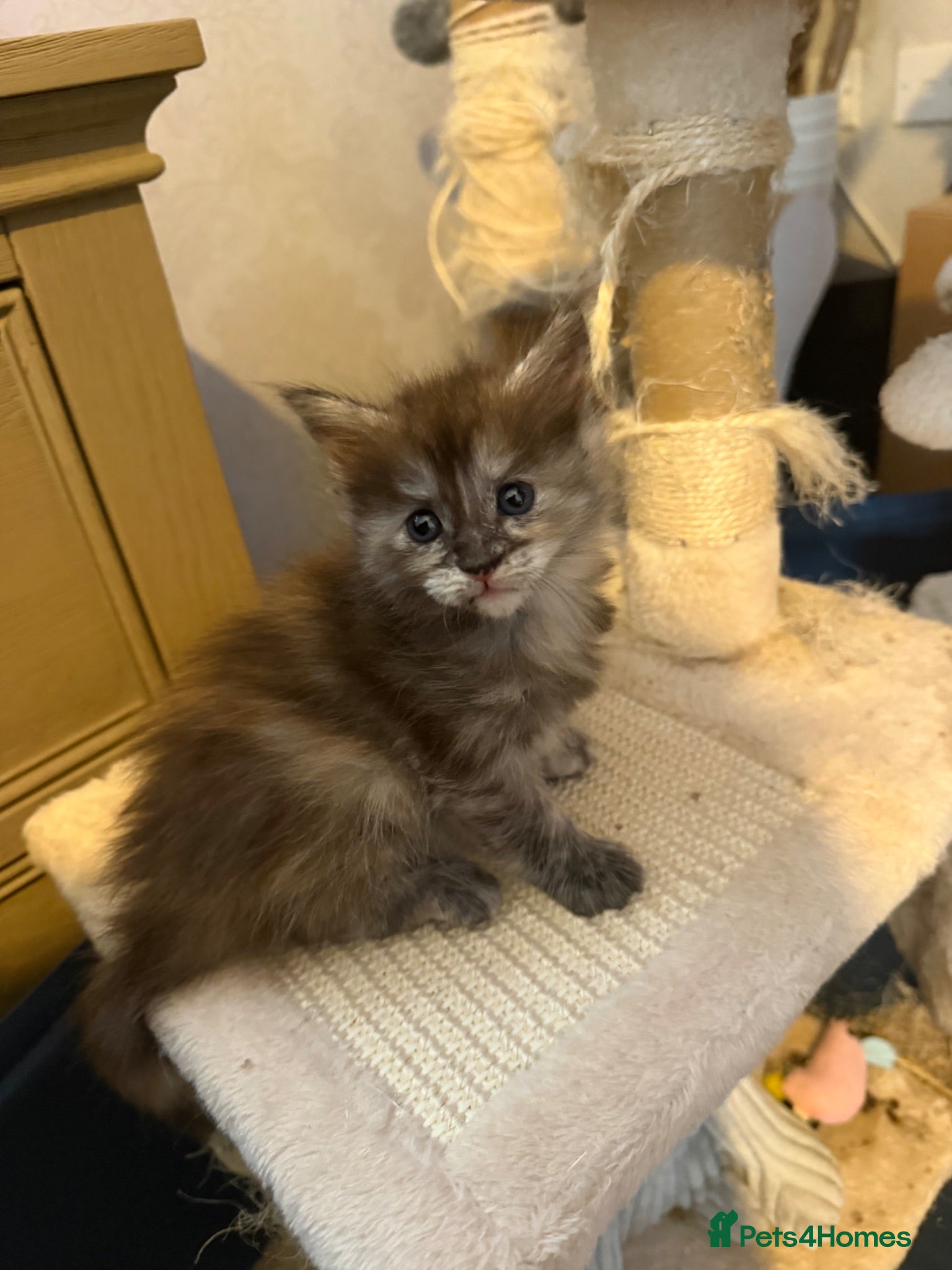 Ragcoon cats Maincoon x Ragdoll (Ragcoons) - Advert 12