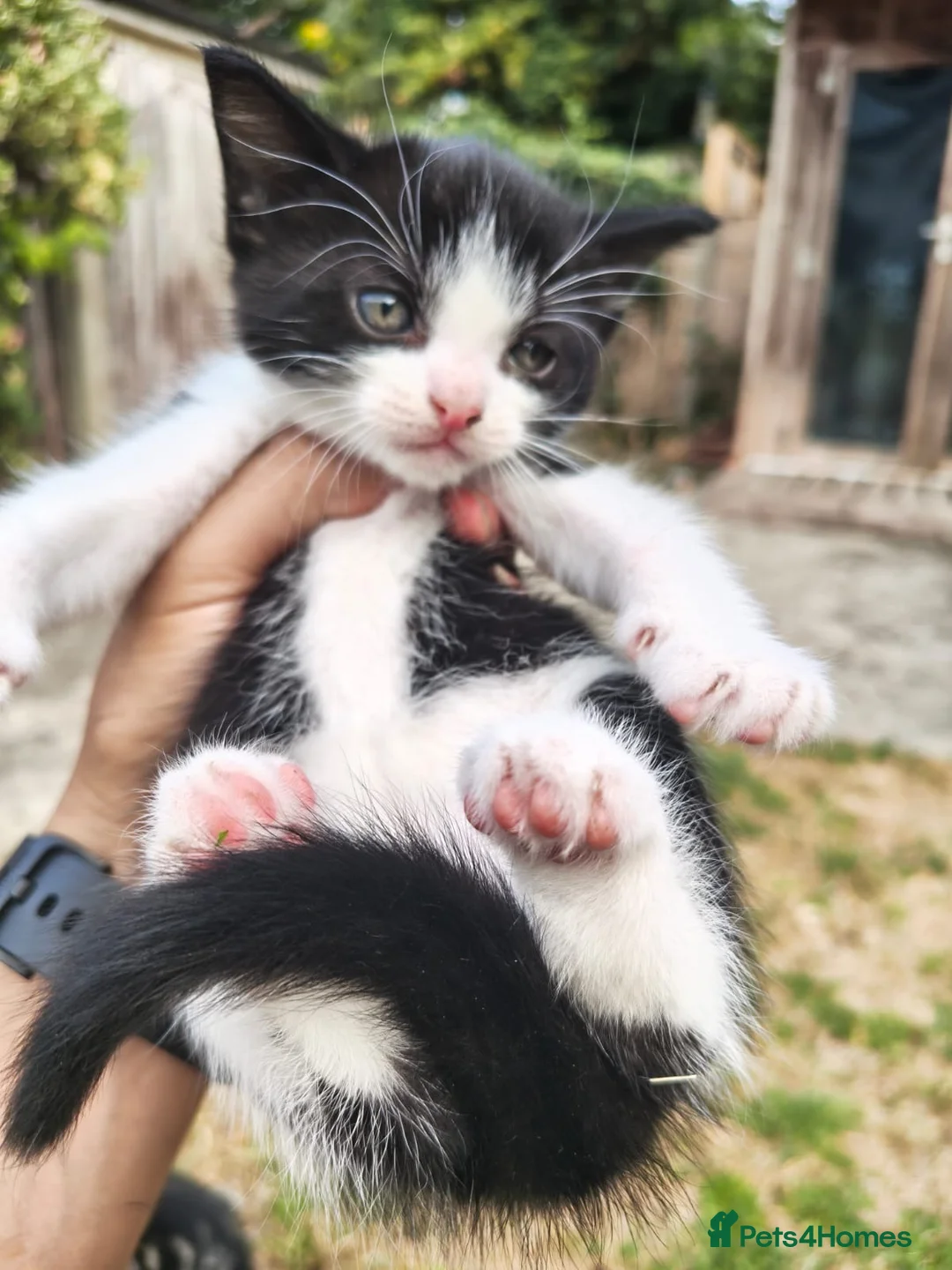 Mixed Breed cats for sale: Kittens for sale  in London - Advert 2