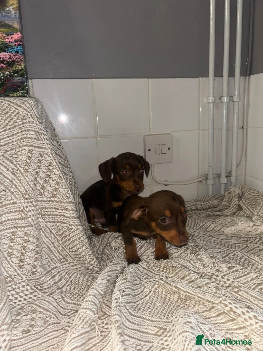 Dachshund dogs for sale: 2 beautiful dashound boys  - Advert 6