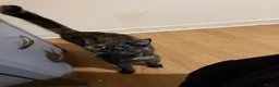 Mixed Breed cats for adoption: Sweet Kitten Pair - Your Yin & Yang - Advert 5