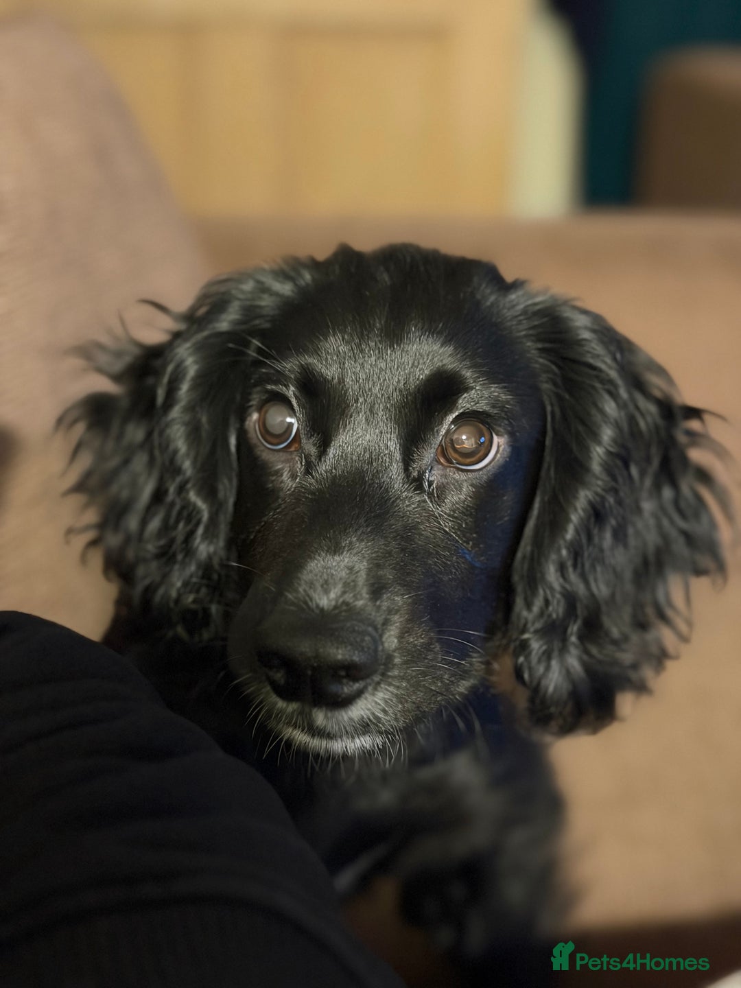 Cocker Spaniel dogs for sale: ROWAN 7 month old pedigree cocker spaniel for SALE - Advert 3