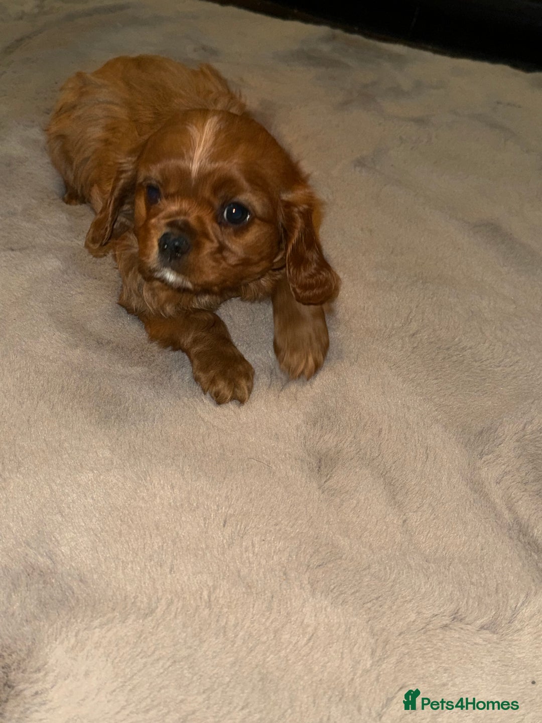 Cavalier King Charles Spaniel dogs for sale: Cavalier King Charles - Advert 3