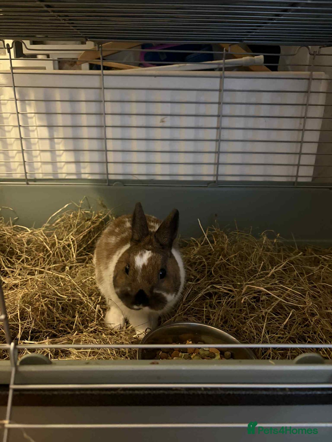 Mixed Breed rabbits for sale: Male rabbit for sale  - Advert 2