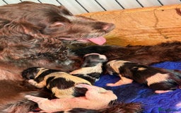 Cocker Spaniel dogs for sale: Blue Roan and Blue Roan & Tan - Image 29