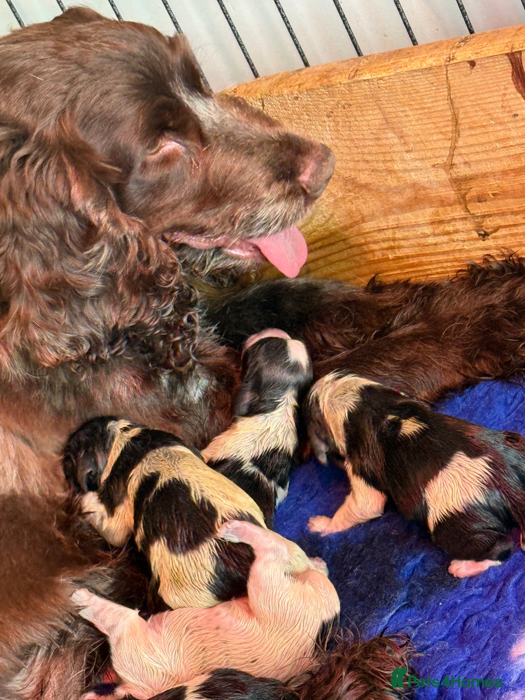 Cocker Spaniel dogs for sale: Blue Roan and Blue Roan & Tan - Image 29