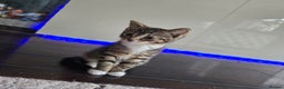 Mixed Breed cats for sale: Stunning kittens - Advert 4