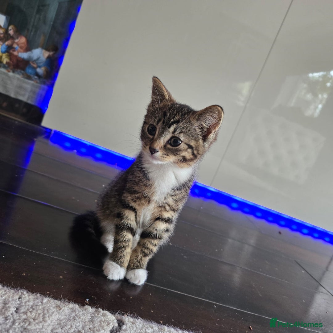 Mixed Breed cats for sale: Stunning kittens - Image 4