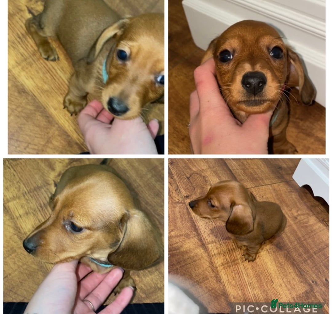 Miniature Dachshund dogs for sale: 5 miniature Dachshund puppies in Doncaster - Advert 3
