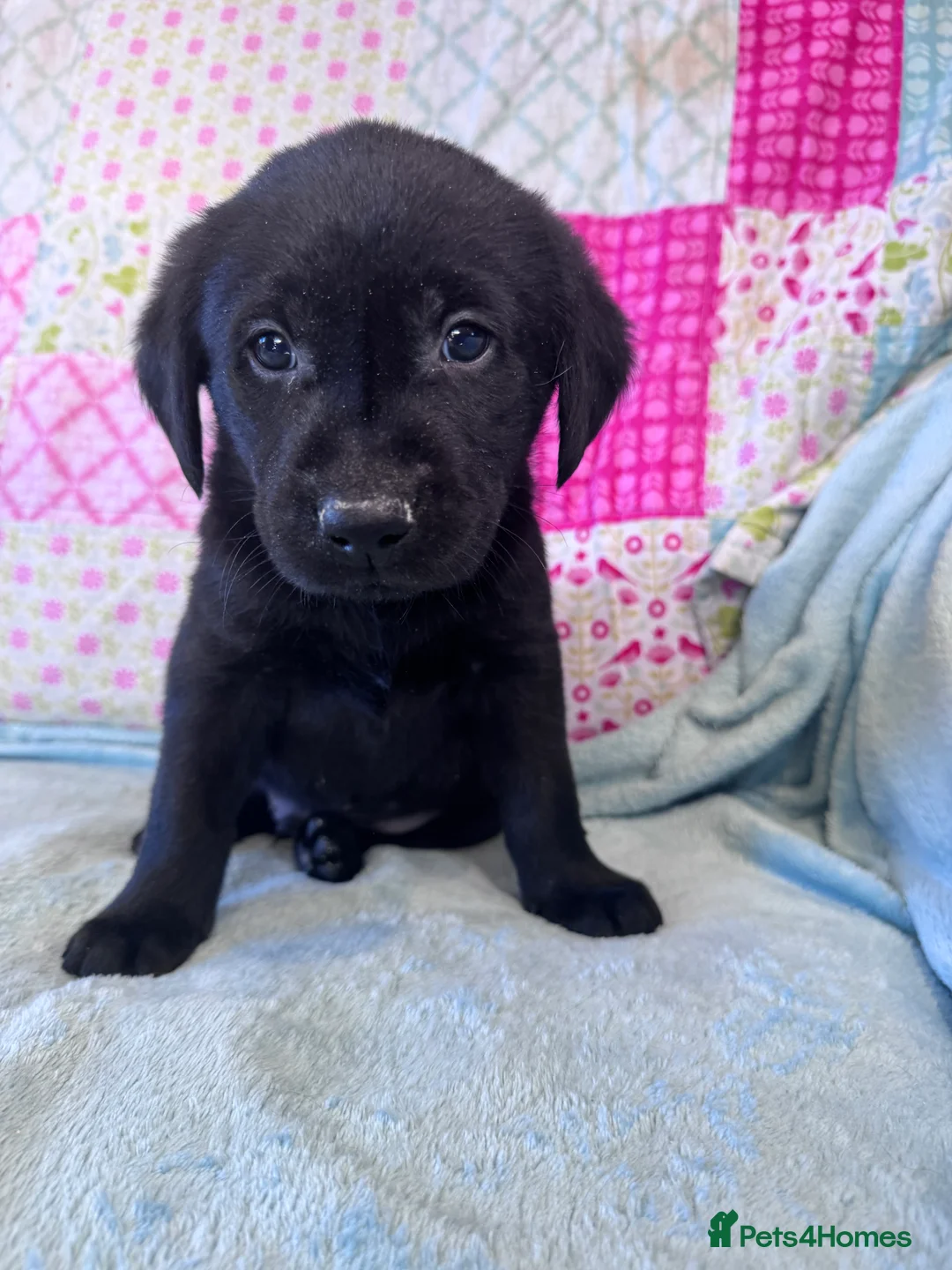 Labrador Retriever dogs for sale: KC Working Labrador Puppies–Health Tested- 3 left! - Advert 20