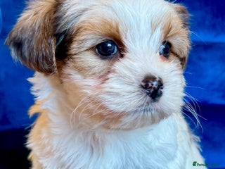 Yorkshire Terrier dogs - Advert 5