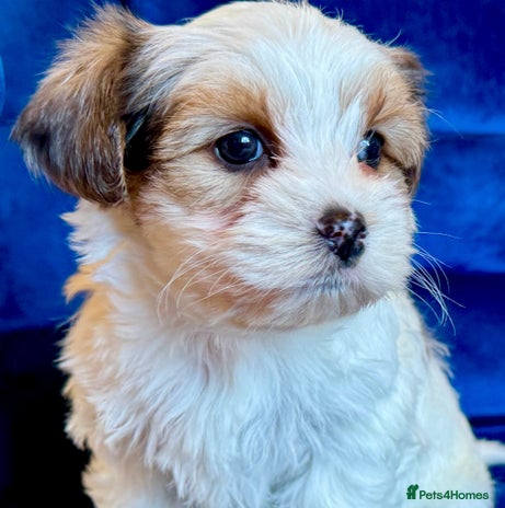 Yorkshire Terrier dogs - Advert 1