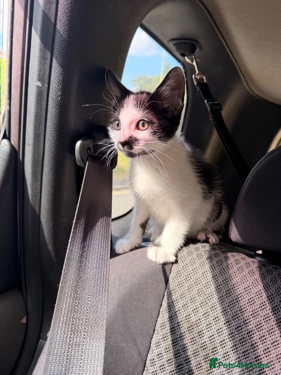 Mixed Breed cats for sale: 11 weeks old kitten in Southampton - Advert 2