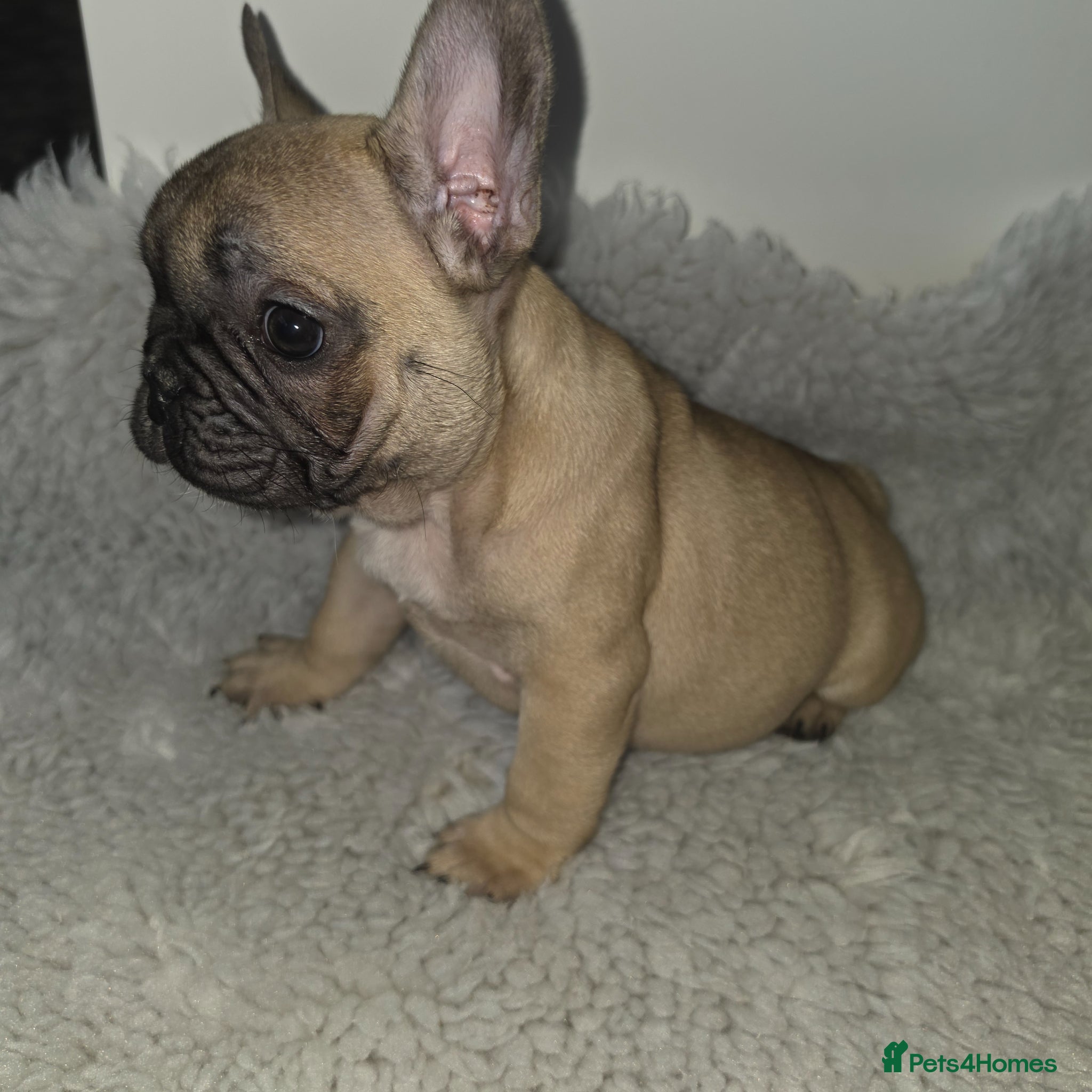 French Bulldog dogs Kc reg french bulldog puppies - Advert 1