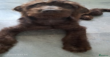 Mixed Breed dogs in Cumnock - Advert 12