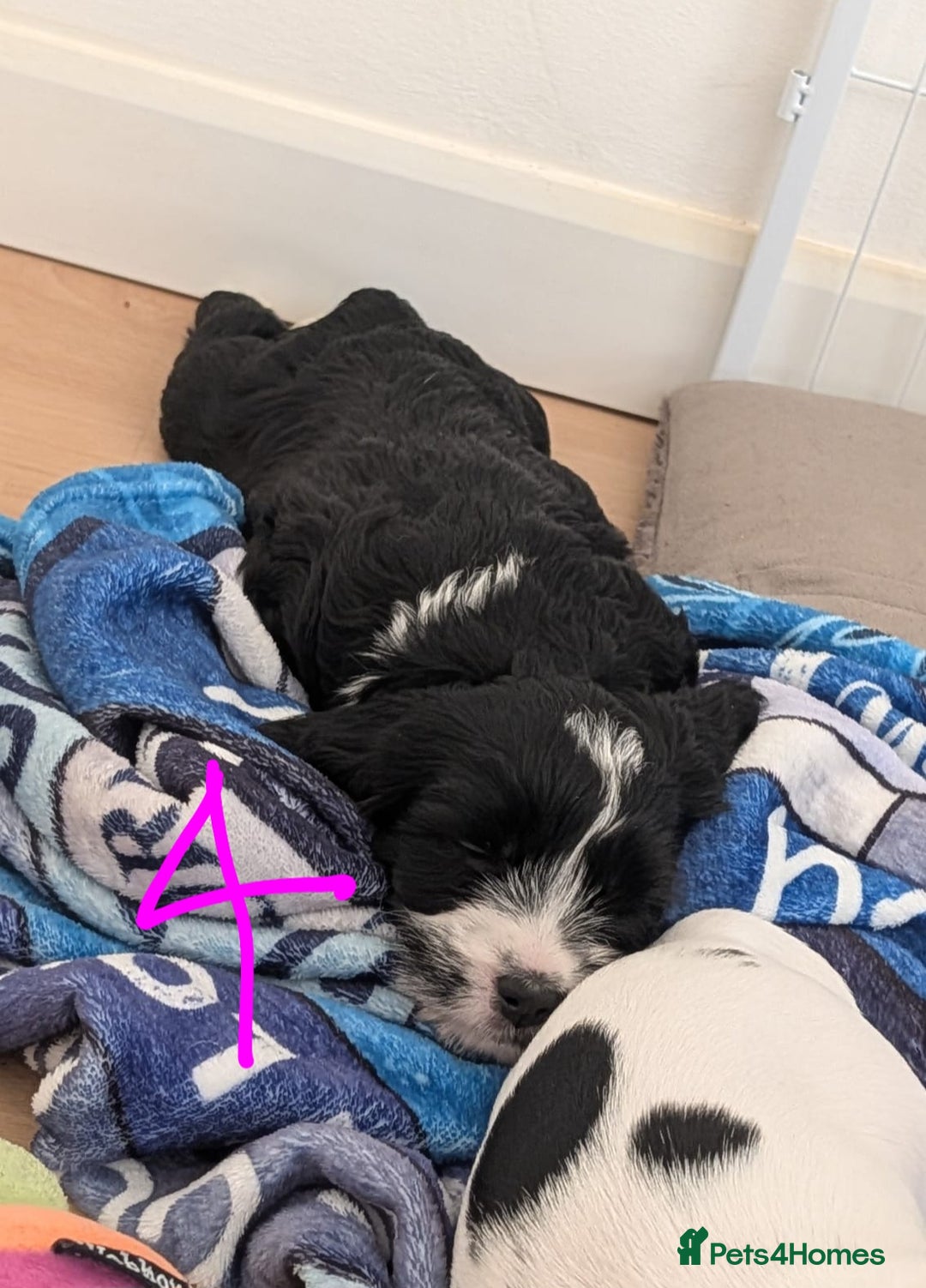 Mixed Breed dogs for sale: Cocker Jack Puppies - Image 8