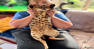 Bengal cats - Advert 8