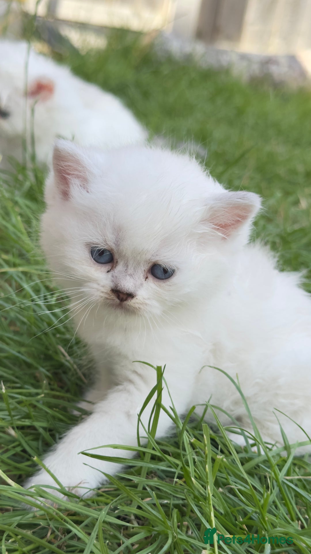 British Longhair cats for sale: 6 Adorable British ShortHair X LongHair kittens .  - Image 11