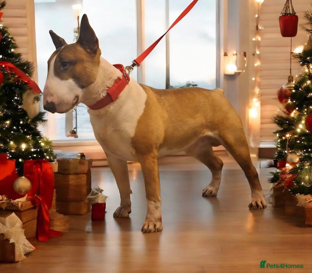 English Bull Terrier dogs for stud: Bull terrier at stud  fully health tested  - Advert 2