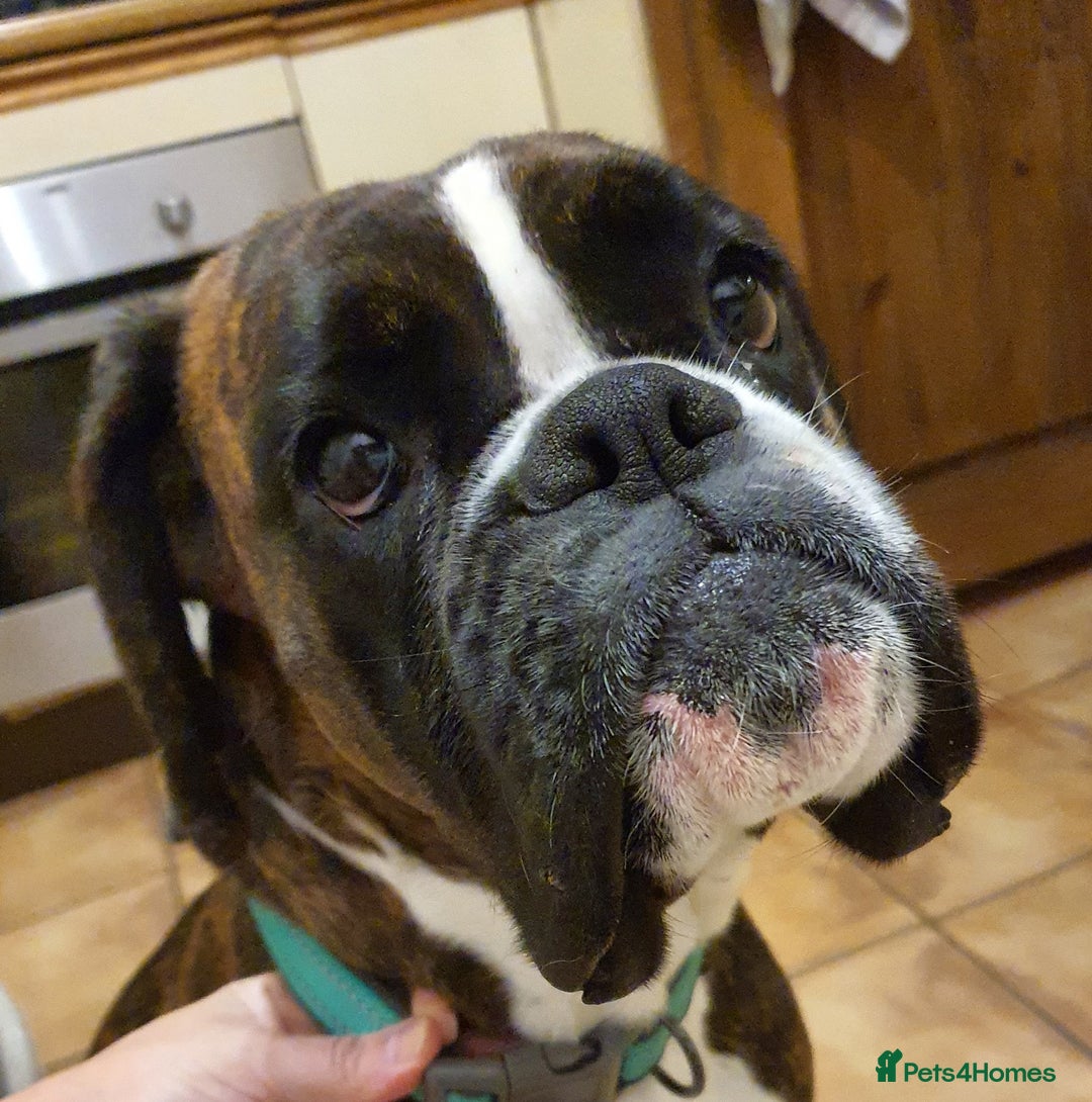 Boxer dogs for sale: Only 1x left to go - black sealed/brindle boxers - Image 4