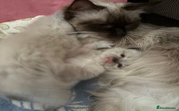 Ragdoll cats for sale: Purebred bluepoint ragdolls - Image 23