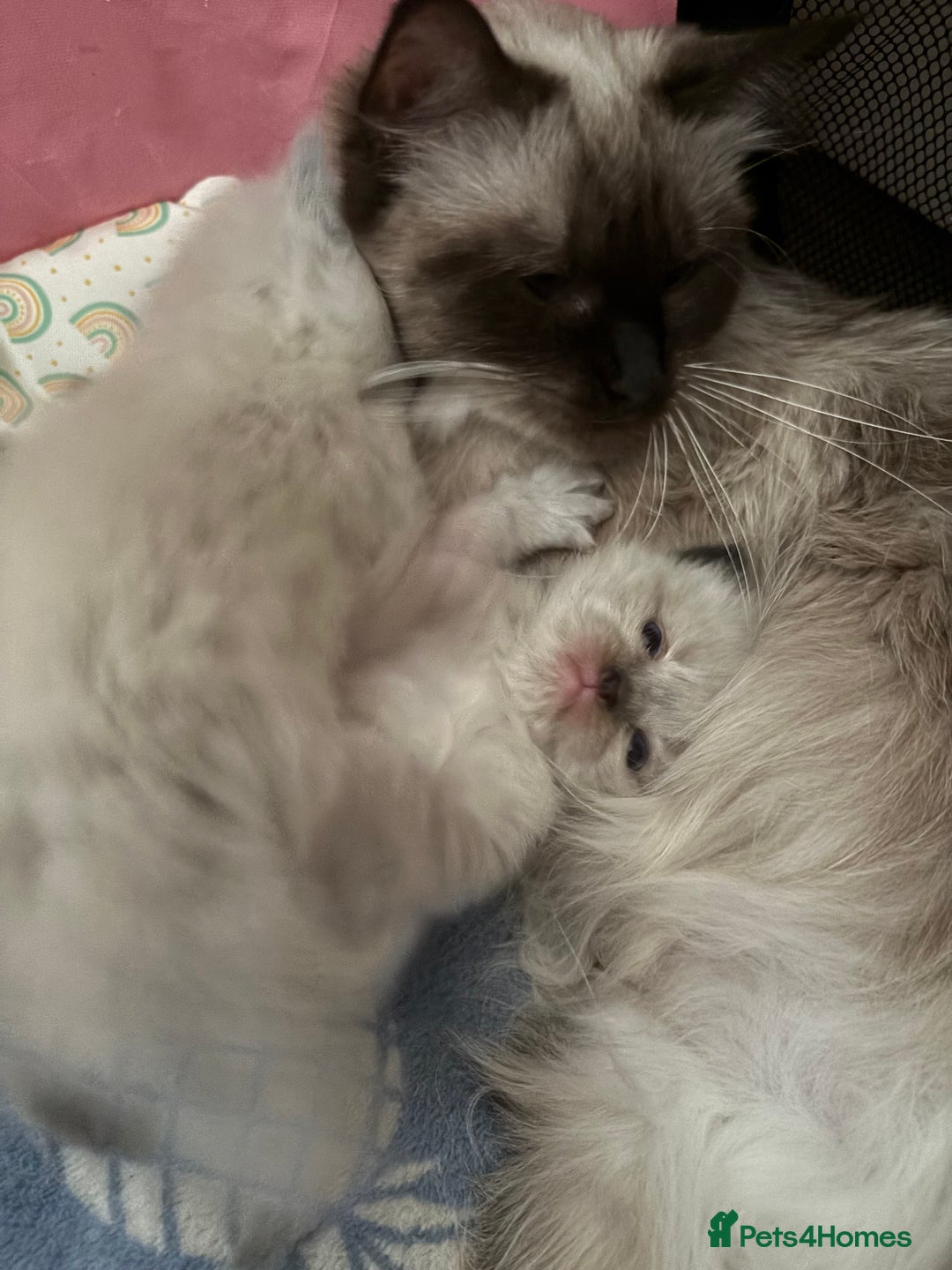 Ragdoll cats for sale: Purebred bluepoint ragdolls - Image 23