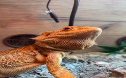 Bearded Dragon reptiles for sale: bearded dragon with whole setup:) - Image 2