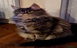 Maine Coon cats for sale: Beautiful Mainecoon female - Image 4