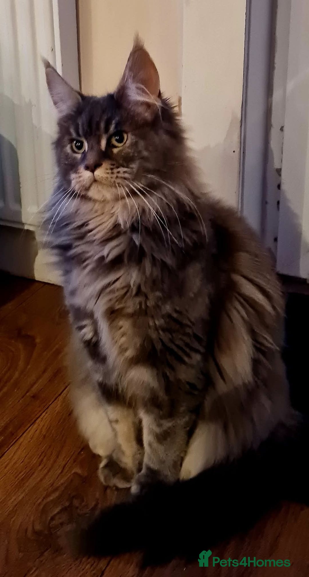Maine Coon cats for sale: Beautiful Mainecoon female - Image 4