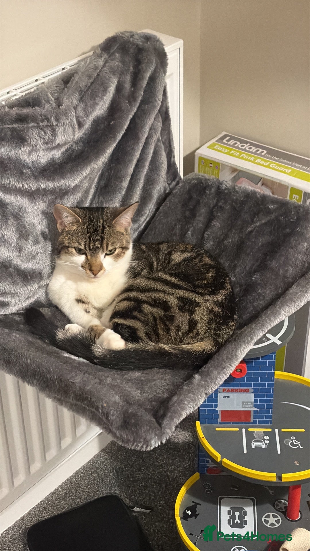 Mixed Breed cats Kittens - Advert 3