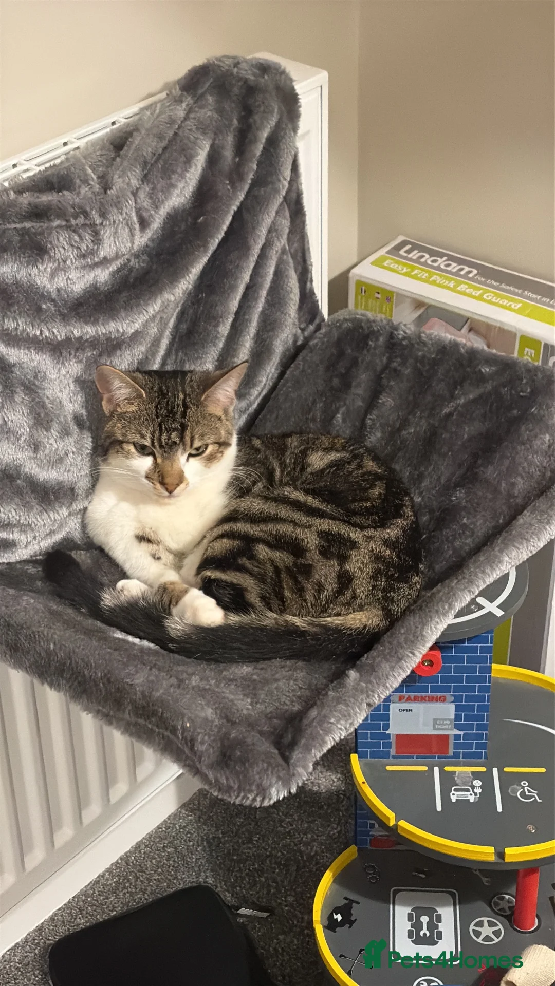 Mixed Breed cats for sale: Kittens - Advert 1