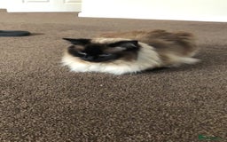 Ragdoll cats for sale: Sweet male ragdoll “Tedi” 5yo - Image 2