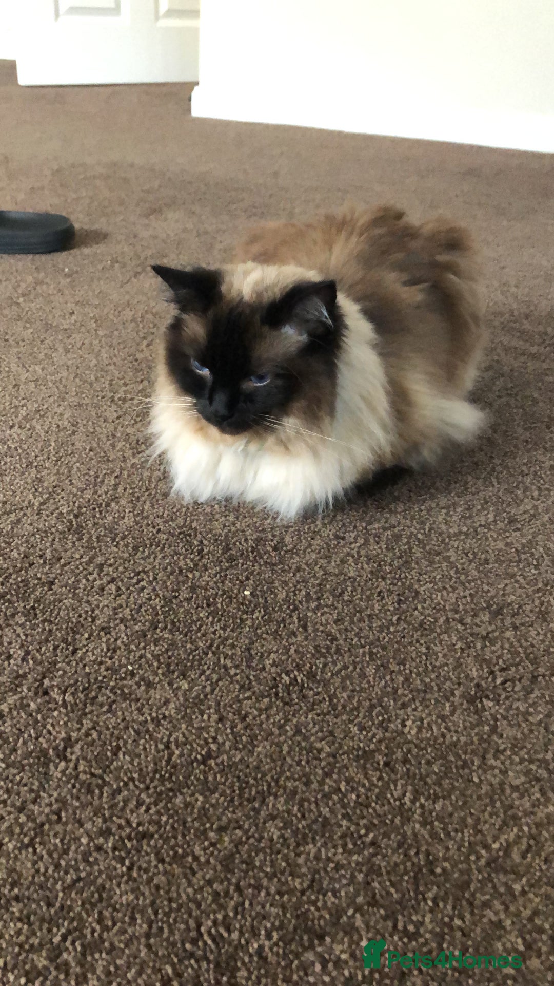 Ragdoll cats for sale: Sweet male ragdoll “Tedi” 5yo - Image 2