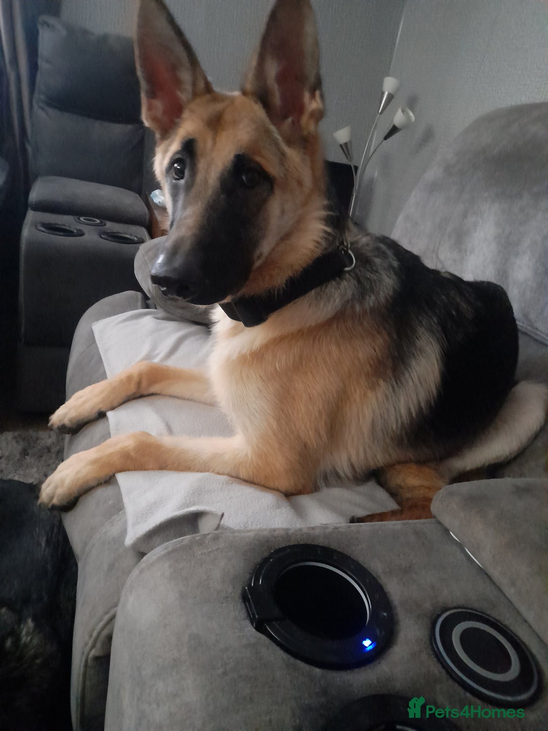 Mixed Breed dogs for sale: Gsd bitch 7 months old - Advert 1