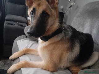 Mixed Breed dogs Gsd bitch 7 months old - Advert 6